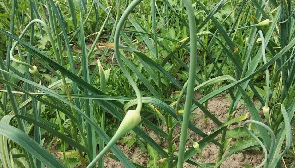 ��� ��������� �� �������� ����� �������� ������� ��� ������� ������