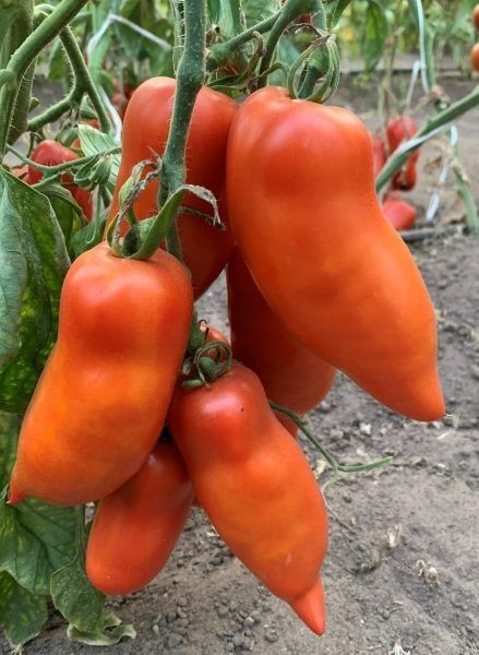 ����� ����� ��� �����: ��������� ����� ��� ��������