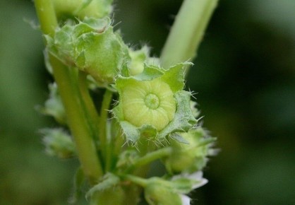 Вкусные воспоминания: съедобные сорняки нашего детства