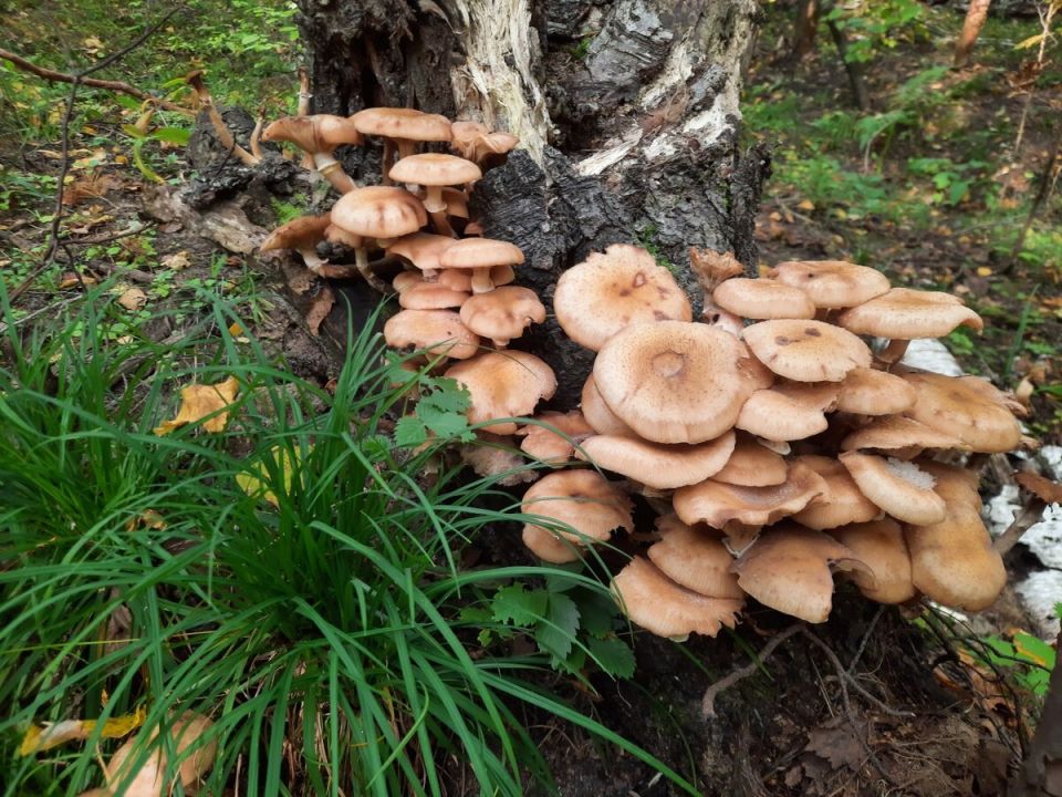 ��������� ��������� �� ������, ������� ������ ����� �������