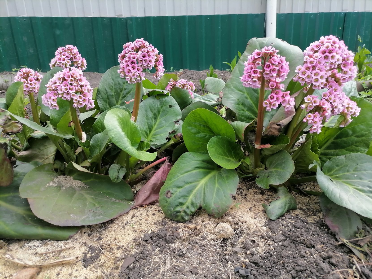 Майские цветы: что зацветает в начале лета