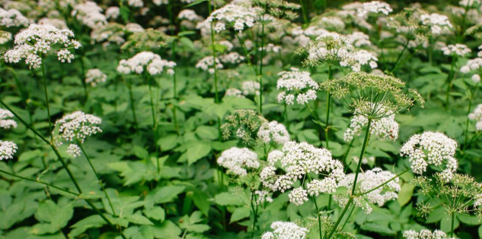 �����: ������ �������� � ������ �����