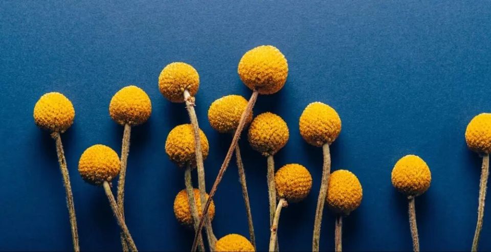 Краспедия: красота под солнцем и секреты её выращивания