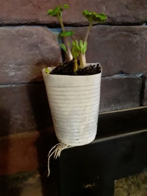 ������ "����������-������", 2 �����: �������� ������� ������� ������� "� ������ �����������"