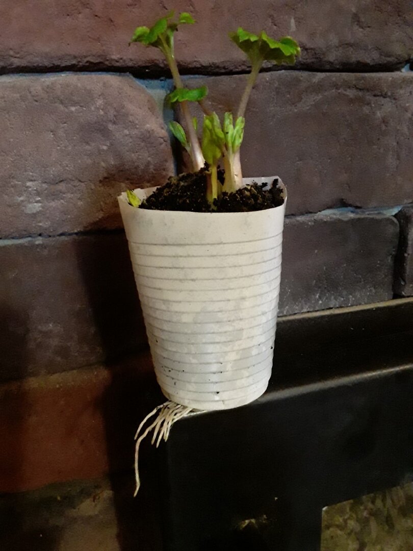 Сериал "Ранункулюс-онлайн", 2 серия: приводим рассаду садовых лютиков "к общему знаменателю"