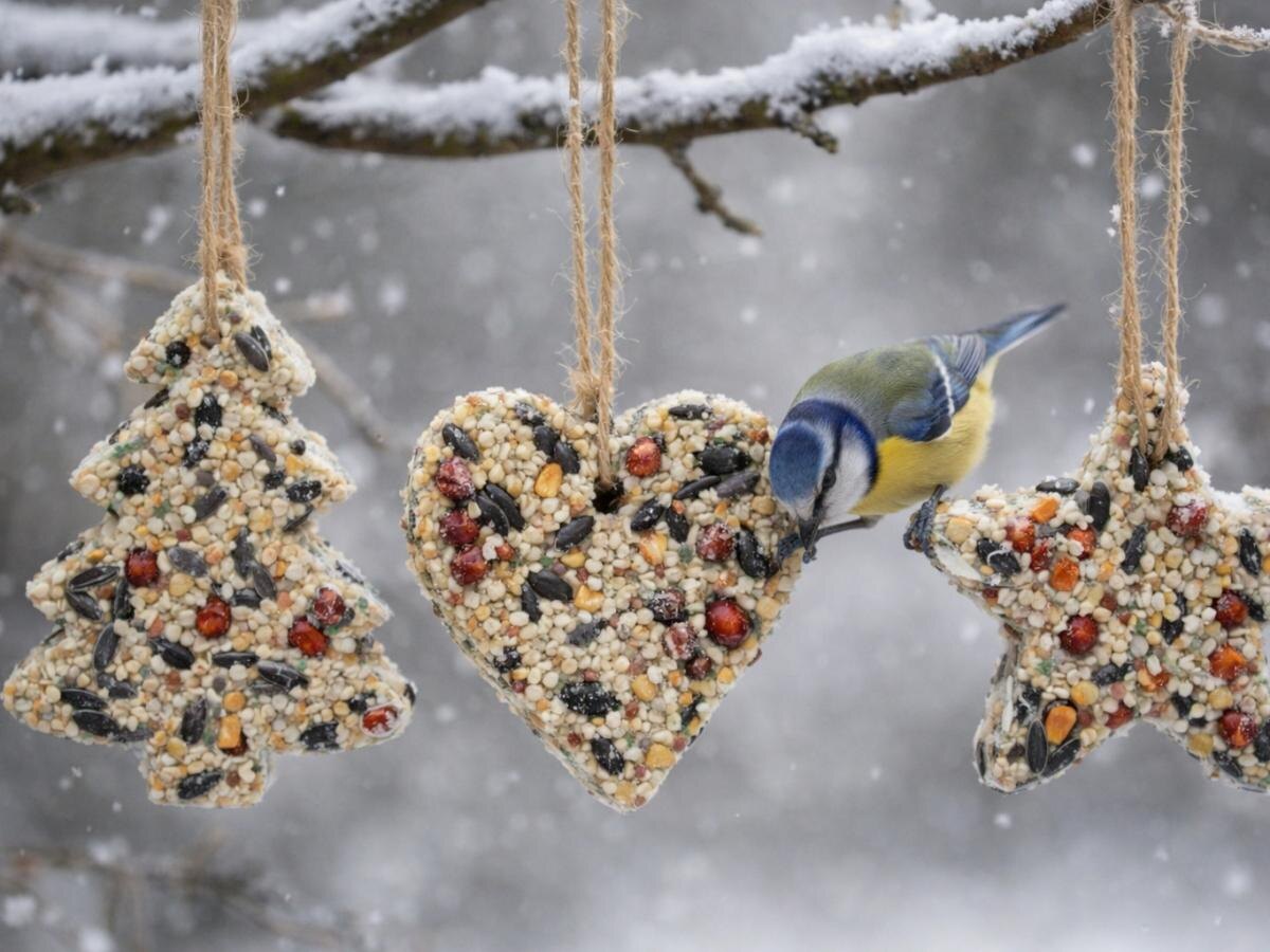 Как сделать кормушки для птиц: забота о пернатых в зимний период