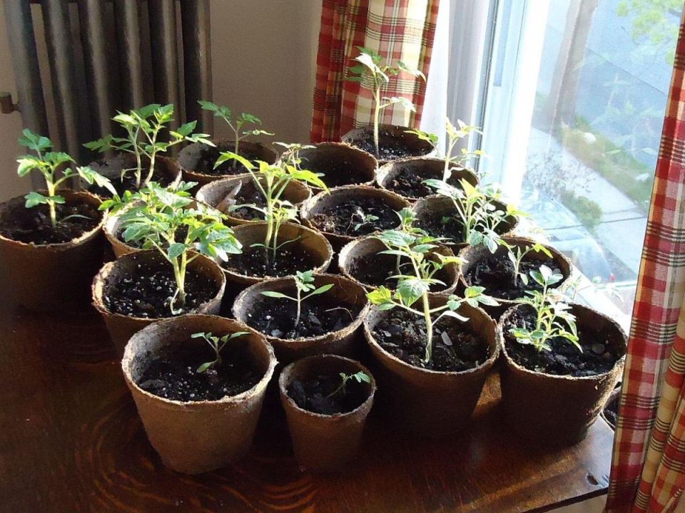 ����� �� ������� �������: � ������ �������� ������������ �������