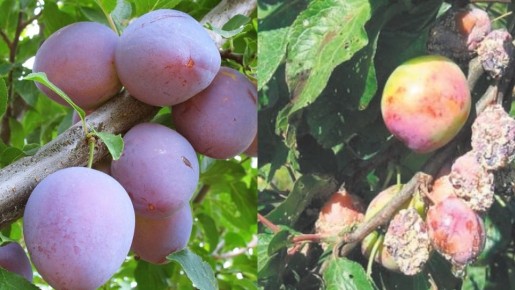 Как защитить сливу от вредителей и сохранить урожай