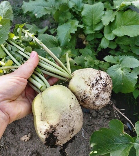 ��� ��������� ������: ������������ ������ ��� ������������� ������