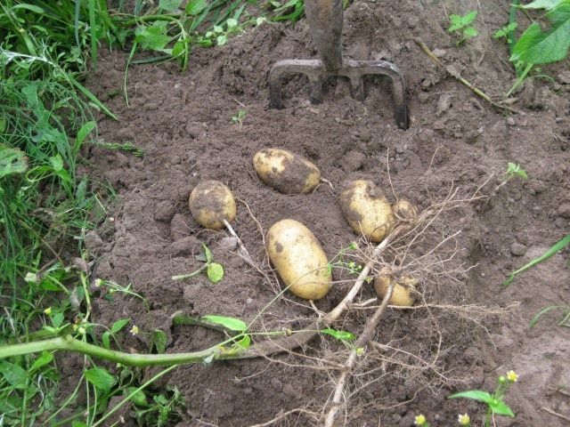 ��� ��������� �������� � ������� ��������: ������� ��������� ������