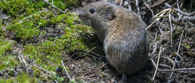 Эффективные методы борьбы с полевками