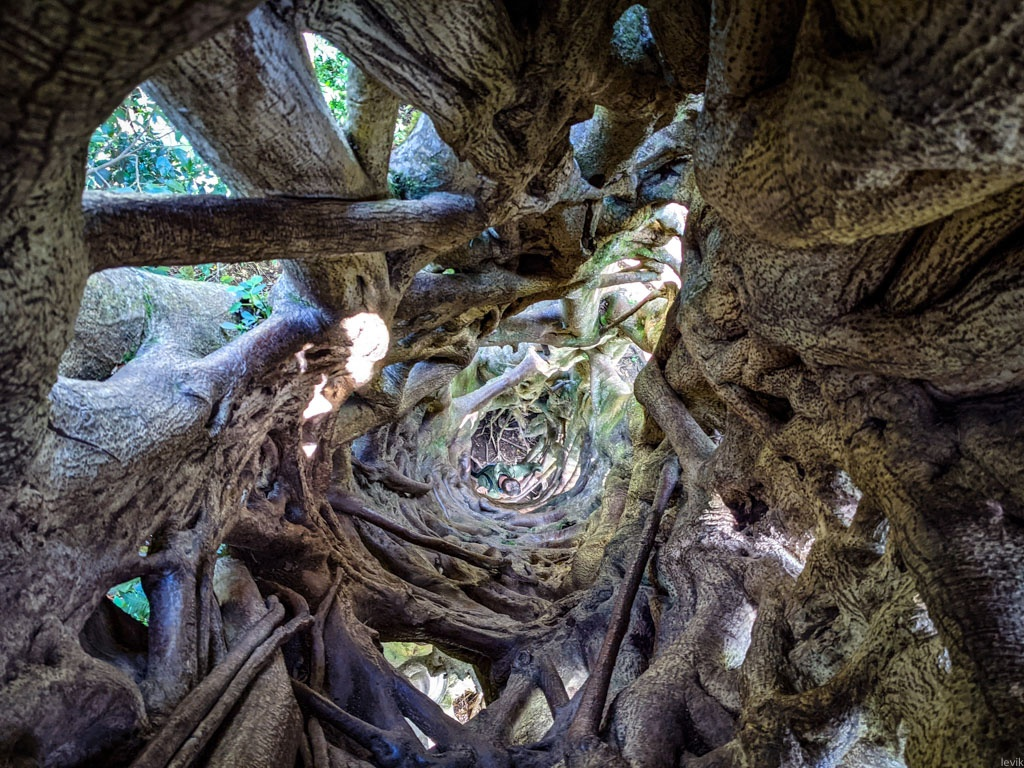 Фикусы-душители: Красота, Способная на Разрушение