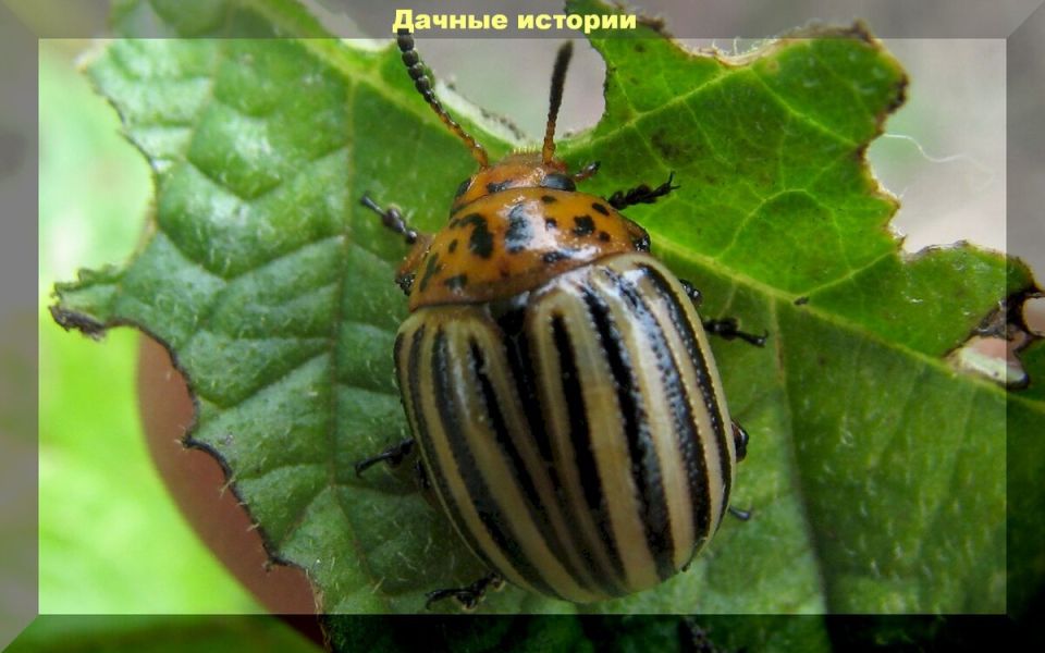 ������ ������������ ������ ������ � ����������� �����