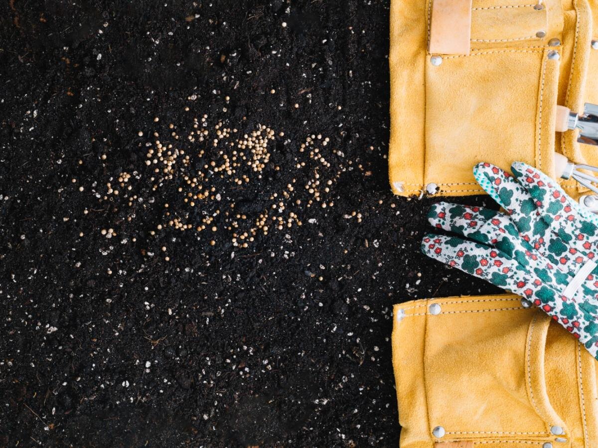 Покупка семян: как не ошибиться и обеспечить хороший урожай