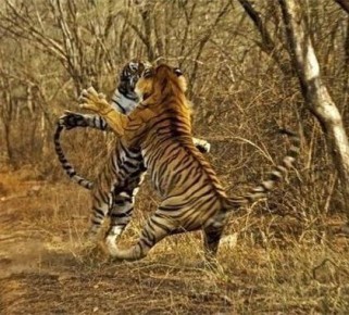 ��� ����������� ������������ �������: ������� ��������� ����������