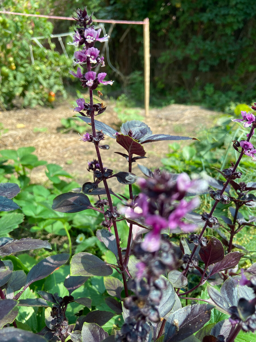 Как правильно расположить грядки для максимального урожая