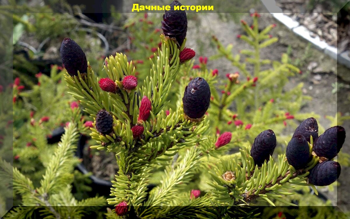 Необычные растения для вашего сада: хвойные и лиственные чудеса