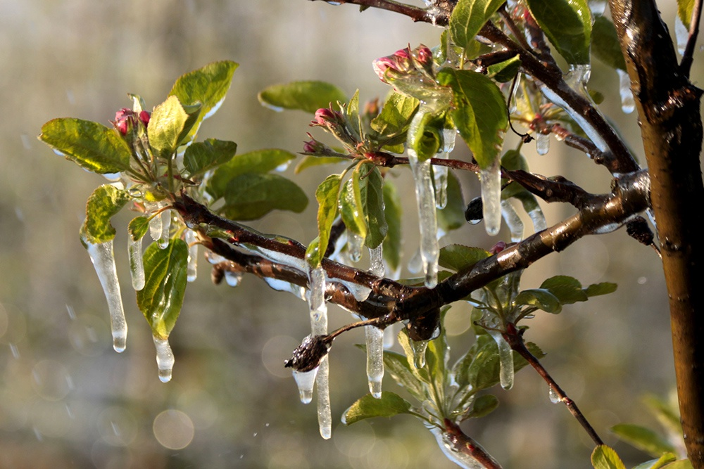 Как восстановить растения после возвратных заморозков?