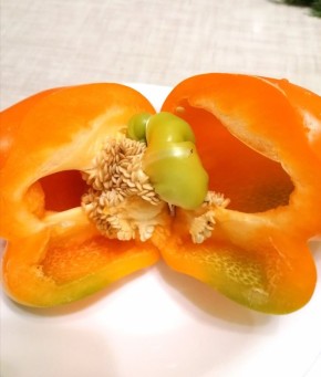 Как вырастить крепкий болгарский перец: неожиданные результаты эксперимента