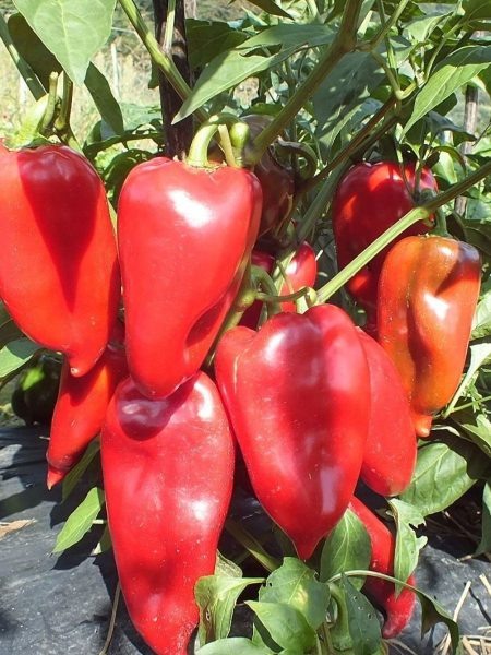 перец адмирал: идеальный выбор для огородников