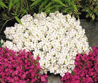 ����� �������� ��� �����: ��� ������� � �����