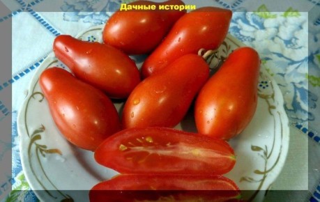 Томат Букет Сибири: идеальное решение для вашего огорода в условиях сурового климата