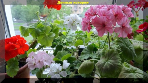 ������ �� ������� ���������: ������ ��� ��������� �������