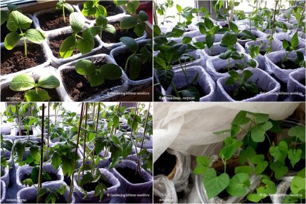 ������� ��������� ��������� �������: ������� ����������� �������