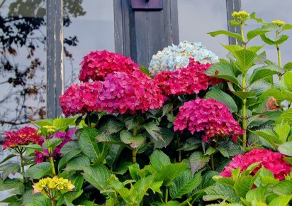 Секреты шикарного цветения гортензии: 4 ключевых правила