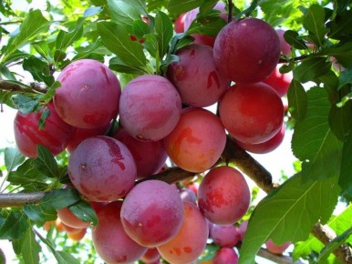 ��� ��������� �������� ����� ��� ������� ������