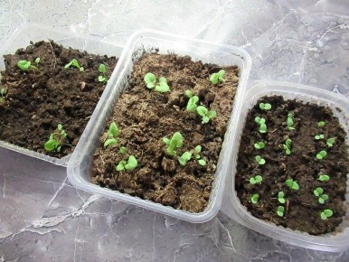 ��� ������� ��������� ������� �����: ������ ��� ����������