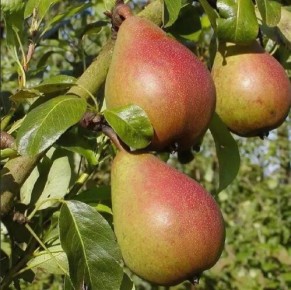 5 ����������� �������� ��� ������ ����