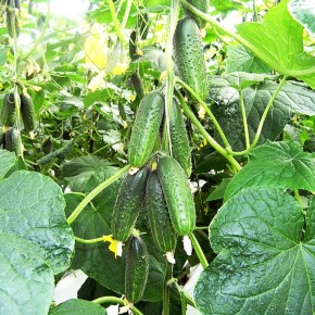 ������, ������� ����� ��������� ����������� ��������� ������