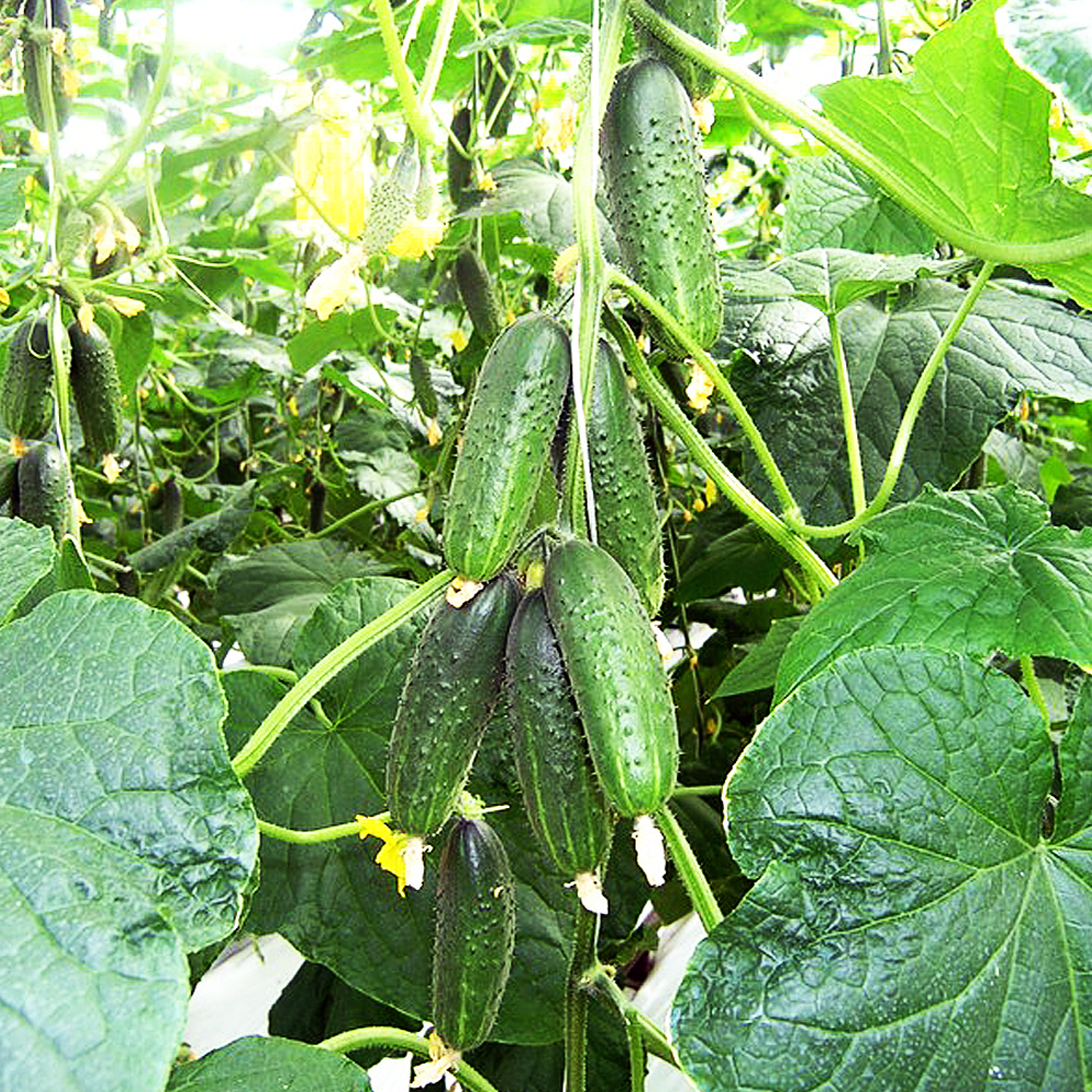 Огурцы, которые могут составить конкуренцию известным сортам