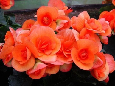 ���������� ������� �������: ������ �� ����� � �����������