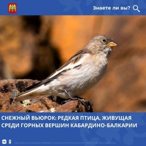 В Кабардино-Балкарии на высокогорных склонах и альпийских лугах национального парка «Приэльбрусье» и в верховьях реки Чегем обитает редкая птица — снежный вьюрок