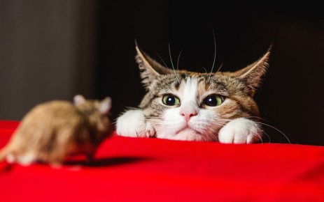 Как получить компенсацию после увольнения по собственному желанию: новое судебное решение