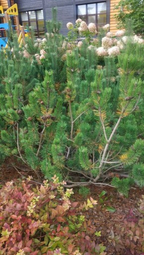 Неопасные болезни для растений: что нужно знать