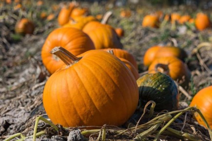 ������ ����� �������� ������������ � ���������