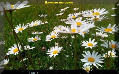 �����, ������� ����������� ���: ��� � �������� � �� ���������