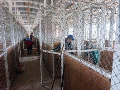 «Четыре лапы». Активисты Молодежного клуба Русского географического общества «Альтаир» приняли участие в акции по уборке и уходу за бездомными собаками на территории приюта республиканской благотворительной организации...