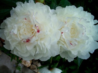 ������ ����� ������: �������� ���������� ��� � ���