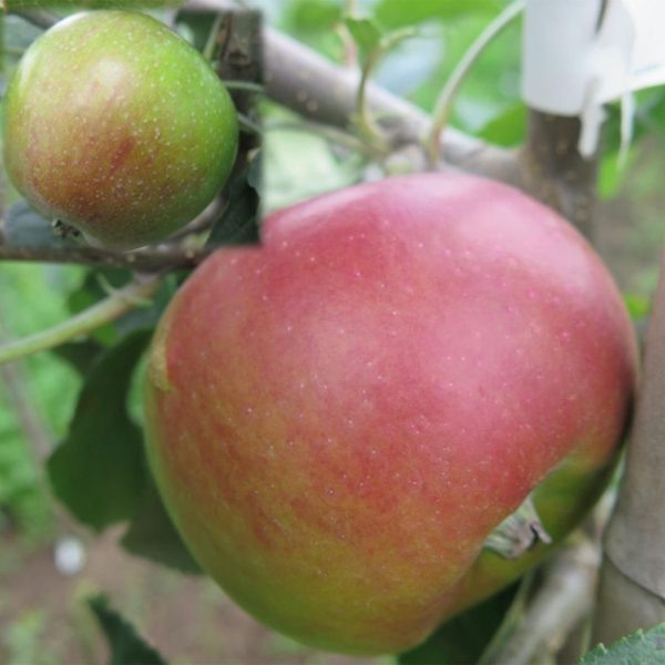 Академик Казаков: идеальная зимняя яблоня с иммунитетом к парше