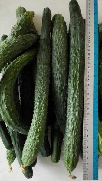 ������ �����-�����: �������� ����� ��� ������ �������