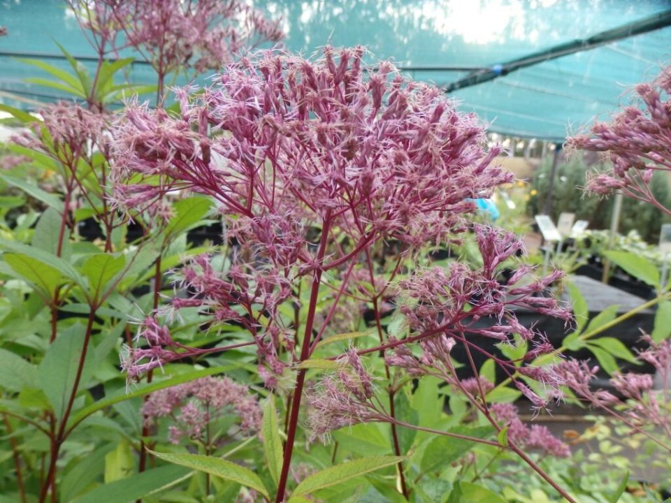 ���������: ����������� � ������ ��� ������ ����