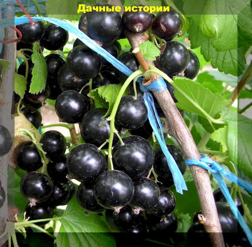 Уход за смородиной: полезные советы для дачников на конец сезона