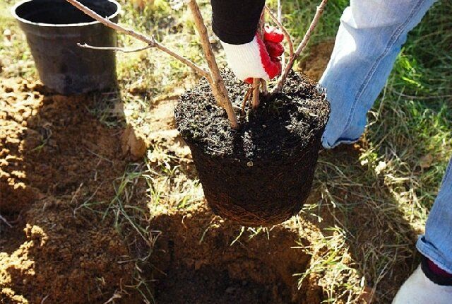 Как правильно посадить яблоню: секреты успешного роста и вкусного урожая