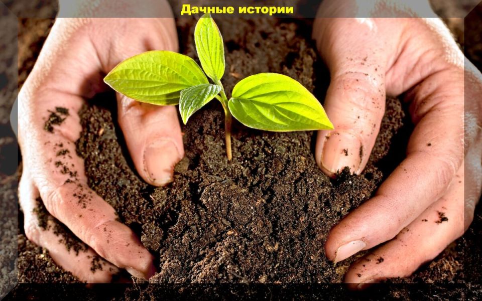 Как забота о почве влияет на урожай: секреты успешных огородников