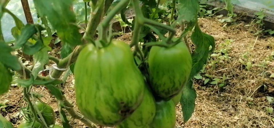 Как справиться с вершиной гнили на помидорах: советы и рекомендации