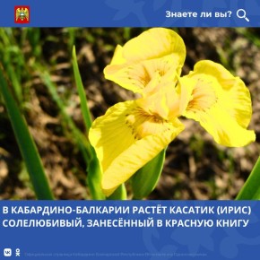 ������� ����������� (Iris halophila Pall.) � ������, �� ��������� ������������� ��� � ���������-��������